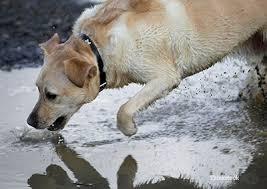 can humans get leptospirosis from dogs