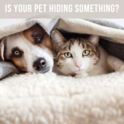 Is your pet hiding pain?